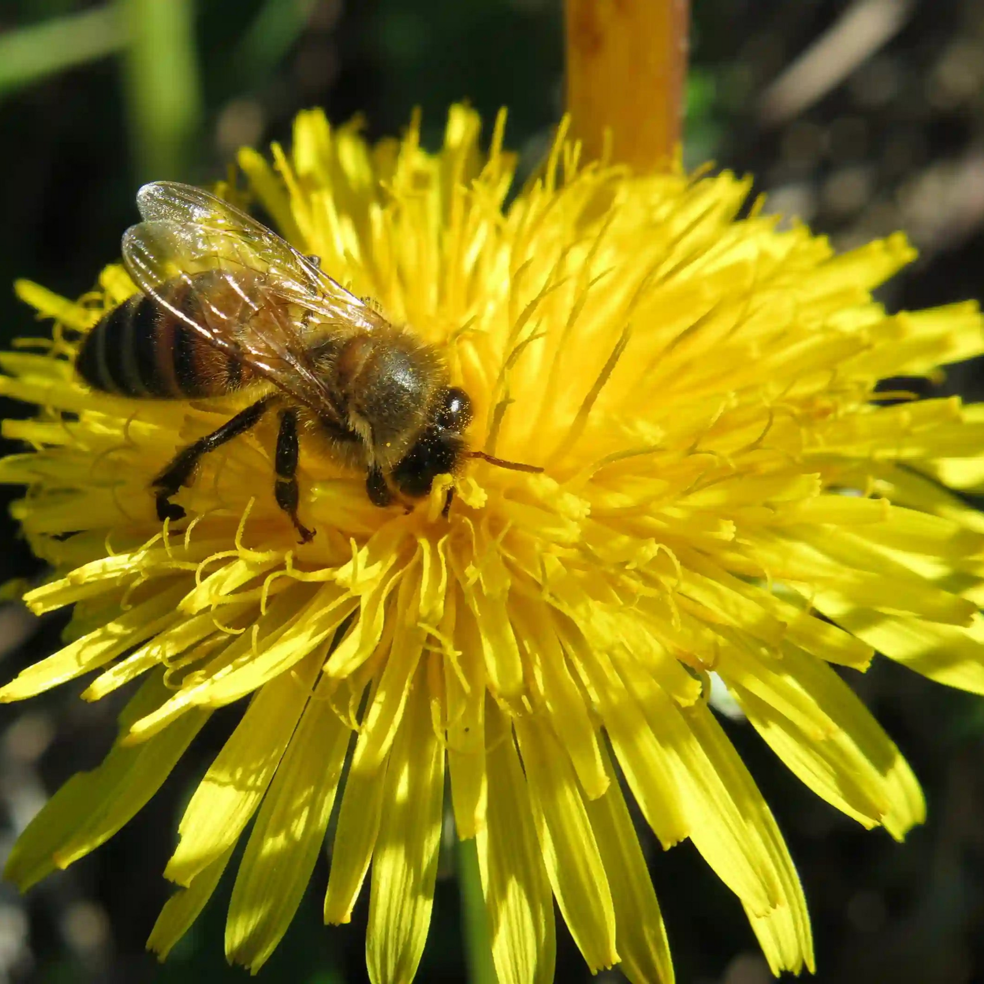 Naudingi-augalai-bitems