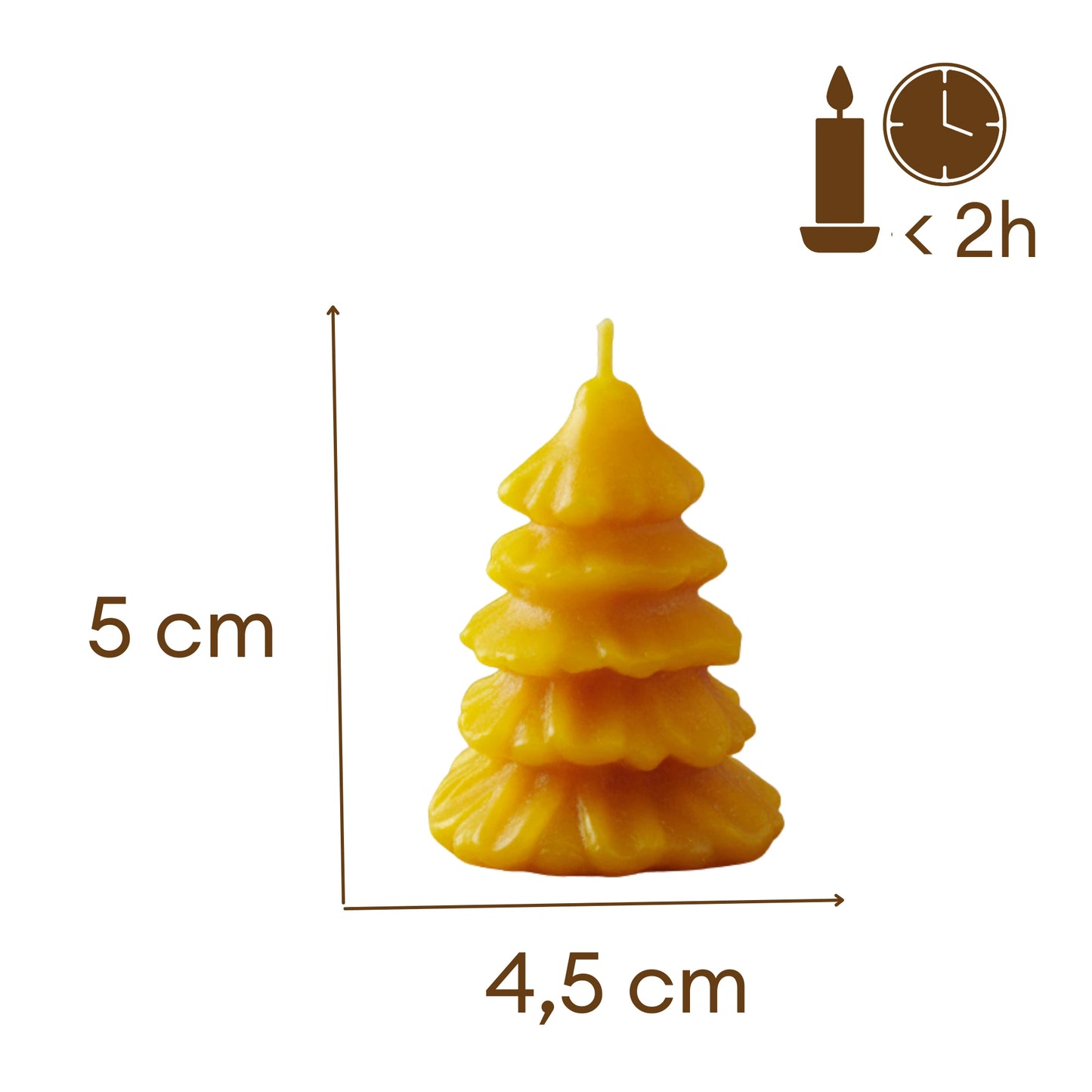 maza eglute is vasko eglute