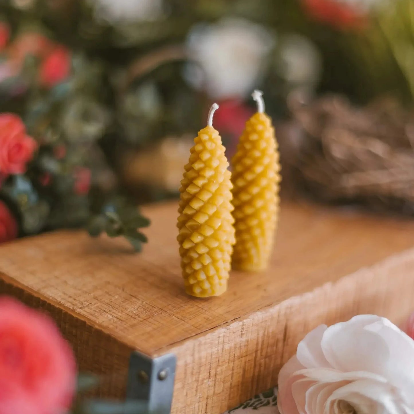 biciu-vasko-zvakes-kankorezis-