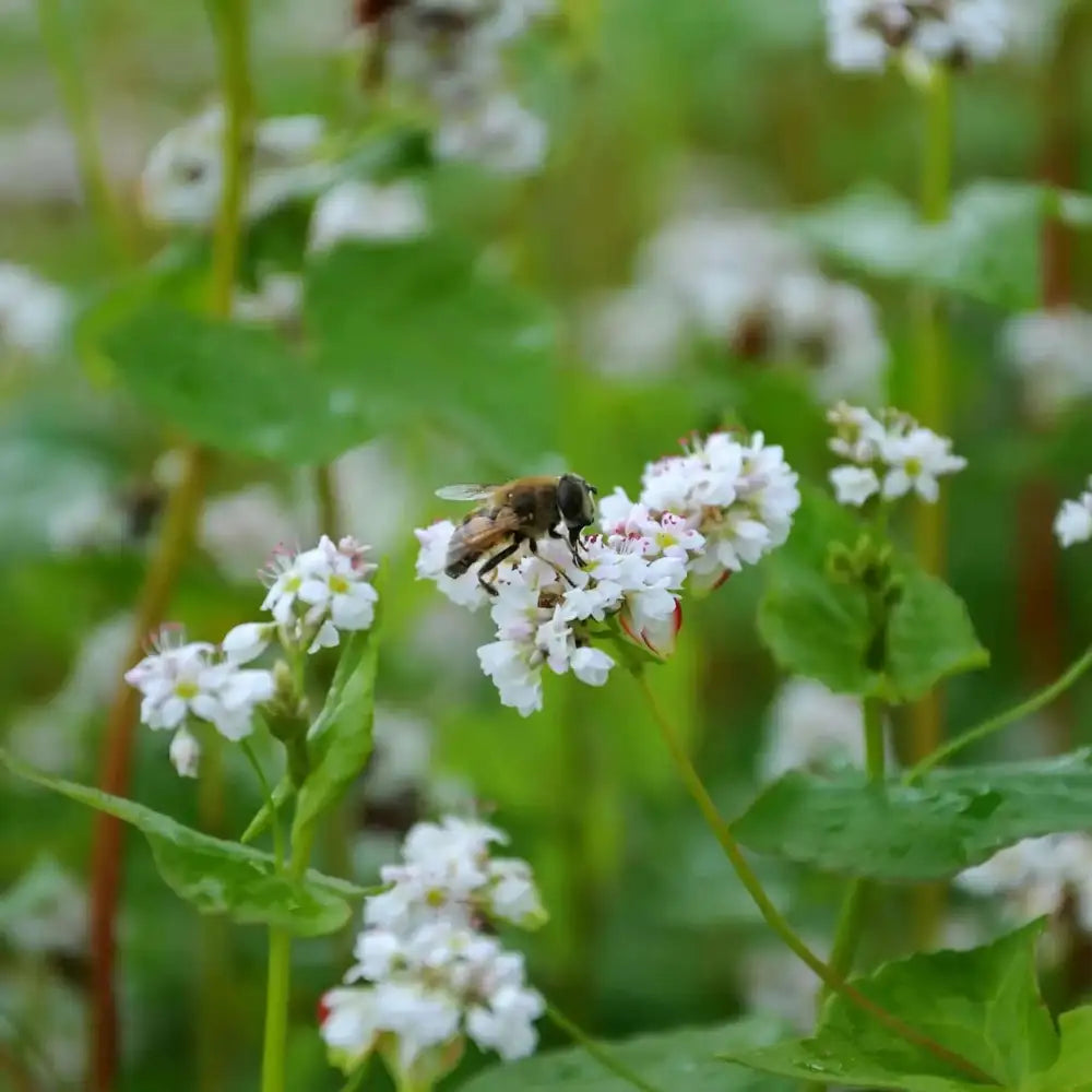 bite grikiuose