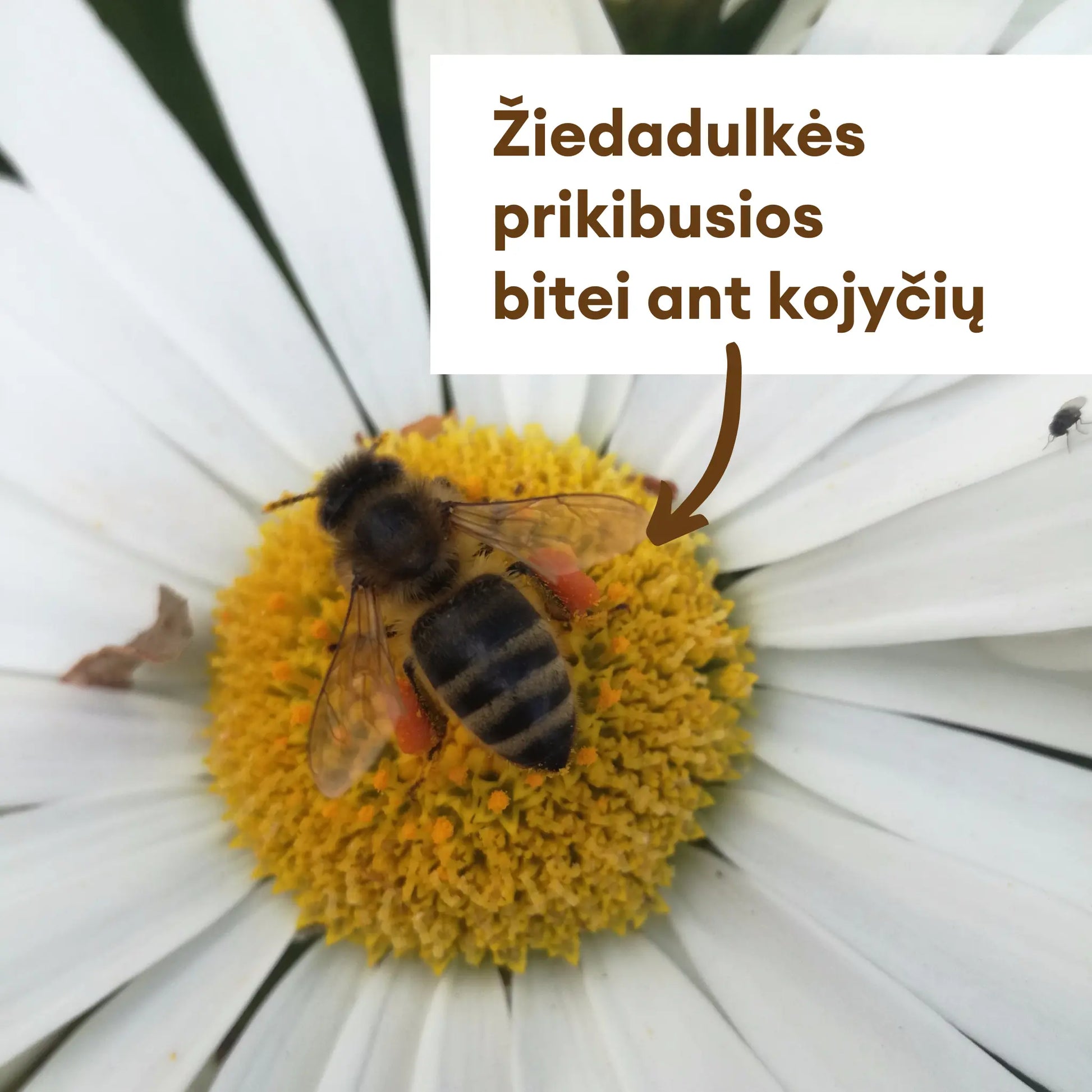 bite surenka geliu ziedadulkes
