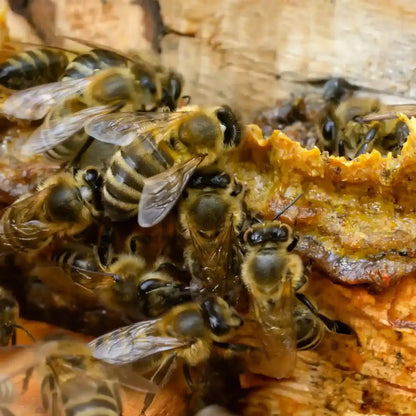 bitės renka pikį propolį avilyje