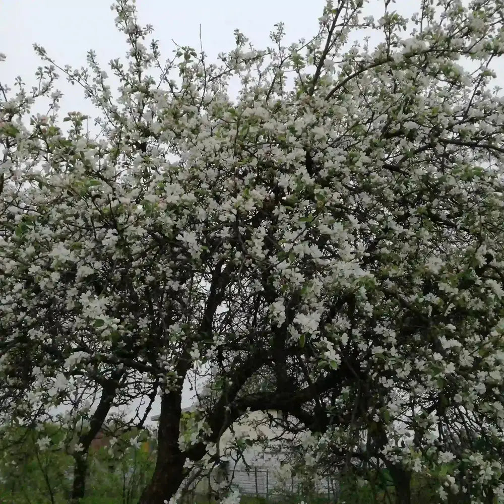 Pavasarinis SODŲ baltas medus, ekologiškas