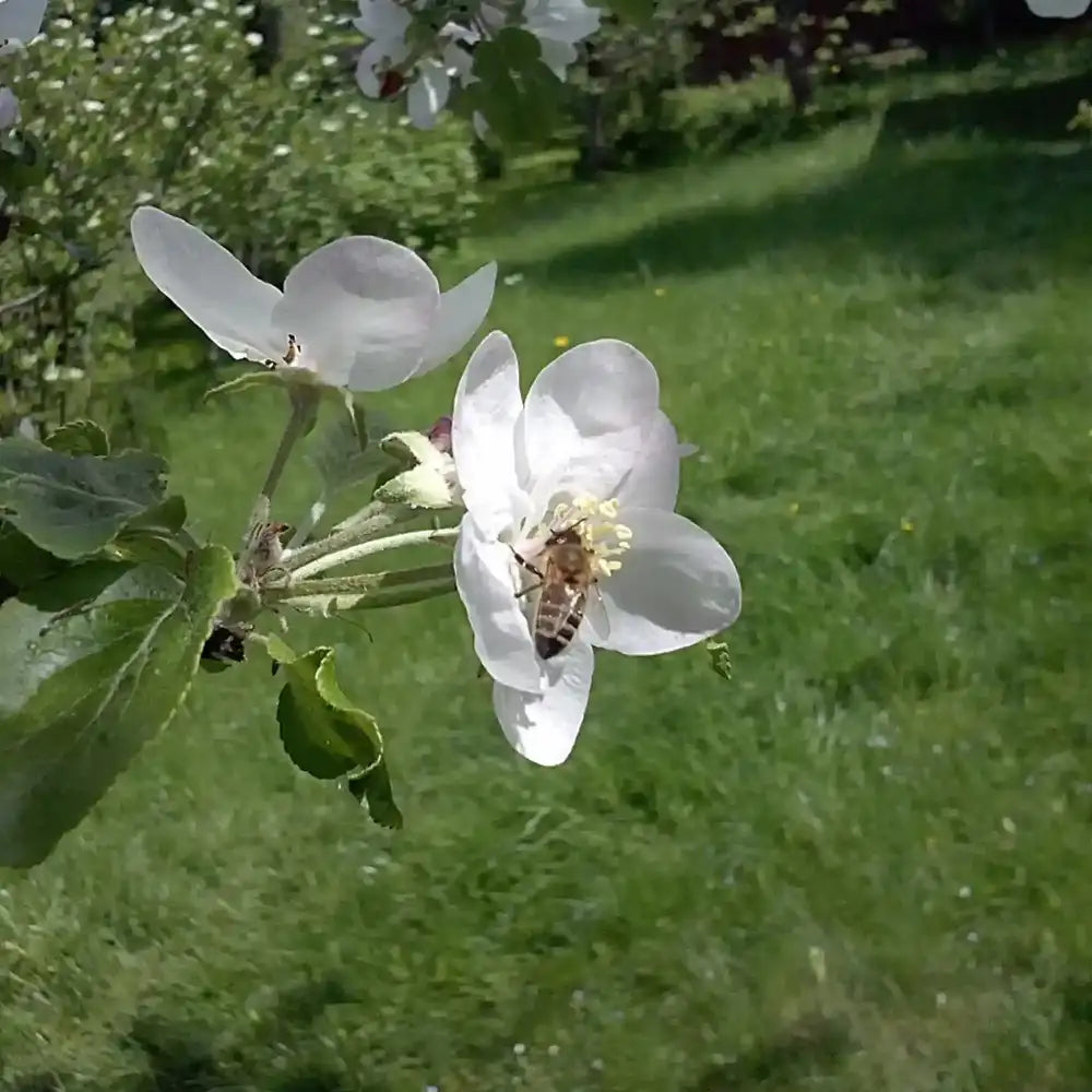 pavasario sodų baltas medus