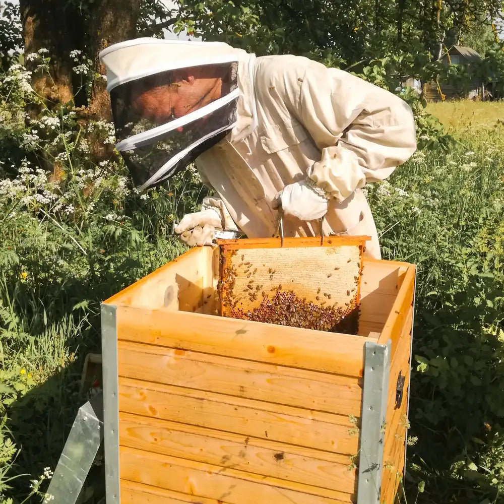 Vasaros PIEVŲ medus, ekologiškas